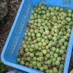 梅エキスを作りました